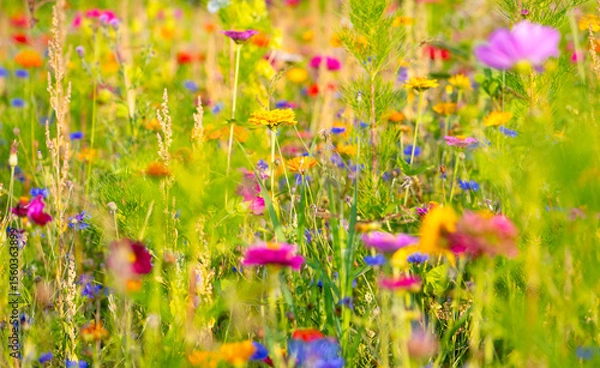 Fototapeta Colorful late summer flower meadow wide angle panorama. Dots of blooming plants like marigold, mallow, cornflowers, zinnia and green grass haulms in brigtht evening sunlight in Sauerland Germany.