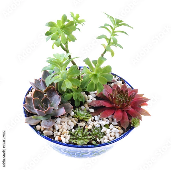 Obraz Miniature succulent cactus small there are many varieties plants at the garden,in a ceramic pot.
