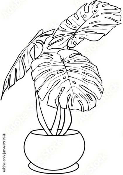 Fototapeta 몬스테라