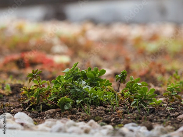 Fototapeta Stonecrop with other sedum species on a green roof for natural urban cooling