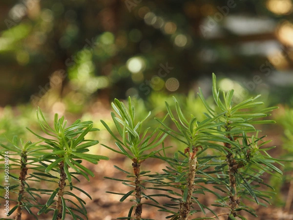 Fototapeta Small Korean fir seedlings in the undergrowth, the forest of tomorrow