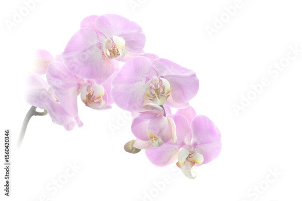 Obraz High Key Pink Orchids