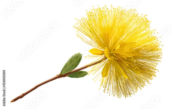 Fototapeta Mimosa flower with long stem, isolated on transparent background