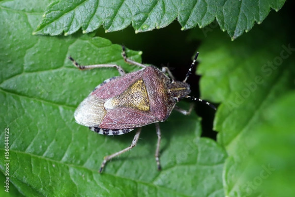 Fototapeta Hairy Shieldbug (Dolycoris baccarum) on leaf. 