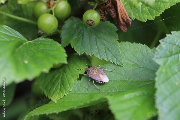 Fototapeta Hairy Shieldbug (Dolycoris baccarum) on leaf of blackcurrant. Pests in orchards.