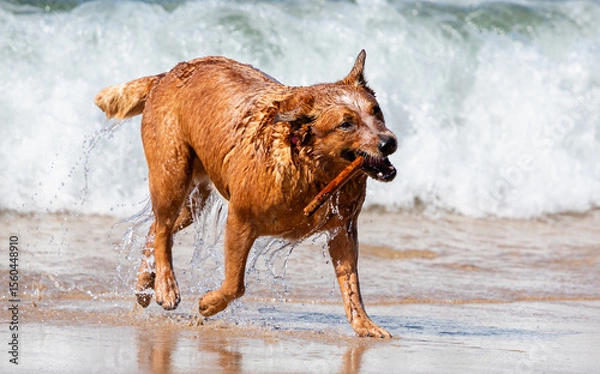 Fototapeta Wet brown dog playing on the beach with a stick