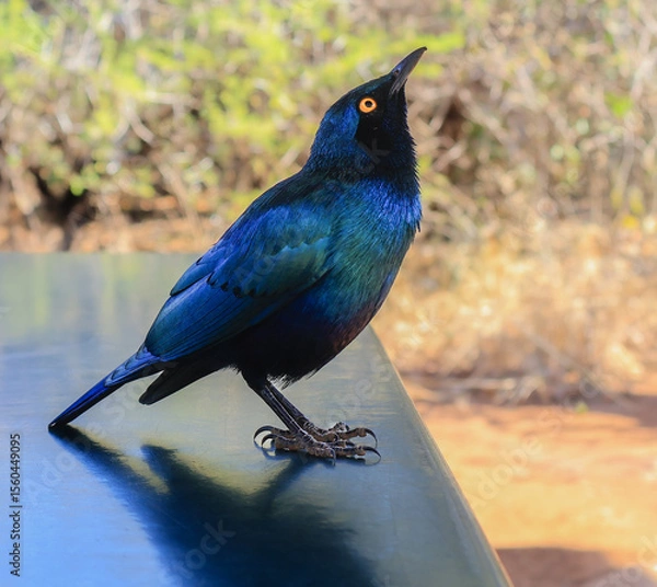 Fototapeta One blue-eared starling standing and looking up