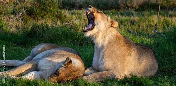 Fototapeta Two lioneses resting in green veld. One lioness is yawning with big teeth visible