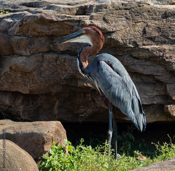 Fototapeta Side view of a goliath heron standing in front of a rock