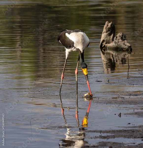 Fototapeta Saddle-billed stork with a frog in its beak with the reflection in the water