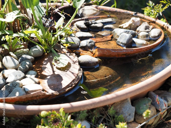Fototapeta Wasp drinking in a watering hole in the garden specially designed for bees and wasps