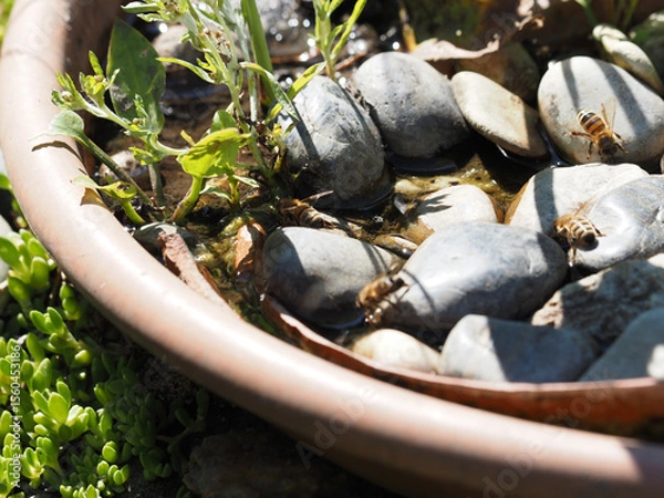 Fototapeta Bees drinking in a watering hole in the garden specially designed for bees and wasps