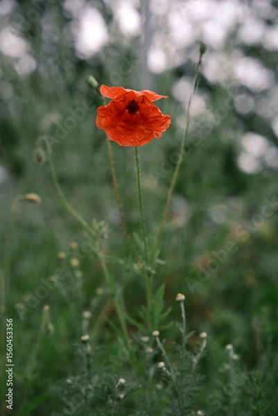 Fototapeta A solitary flower in a field. A red poppy. Photo #2.
