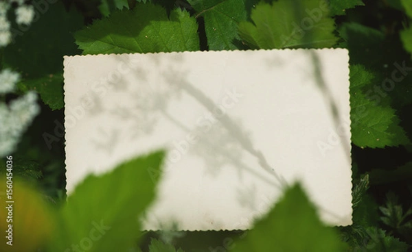 Obraz Vintage empty paper lies on green leaves of a plant, creating a rustic and natural background. The weathered sheet blends with botanical foliage