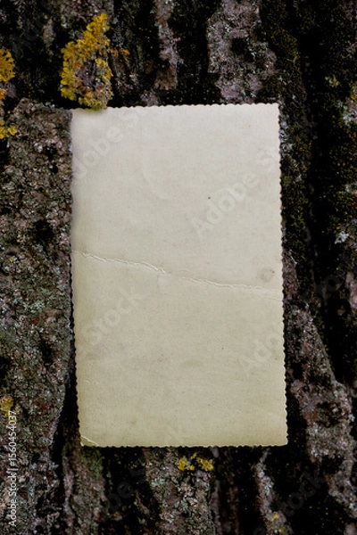 Obraz Vintage empty paper on the old wooden bark of tree background