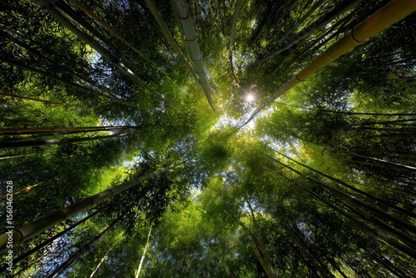 Fototapeta Tall Bamboo Trees Reaching High Into the Blue Sky Create a Serene Atmosphere in a Peaceful Forest Setting