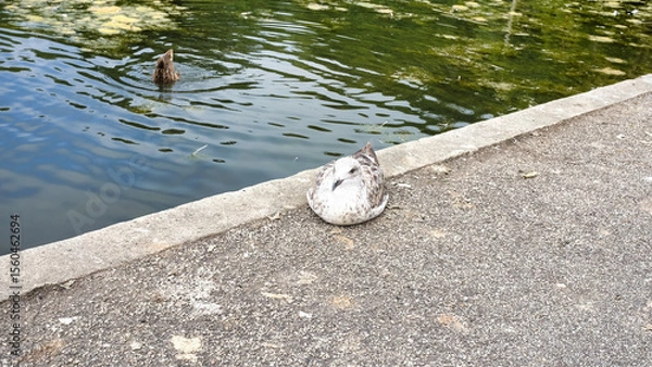 Obraz seagull next to pond