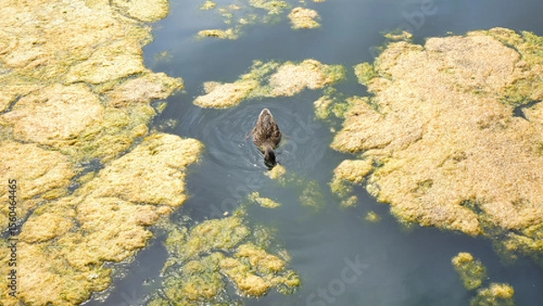 Obraz duck in algae filled lake