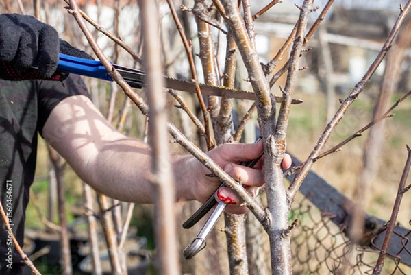 Fototapeta Close-up of a man trimming branches of a small tree with a folding saw in early spring, injuring his finger on his hand