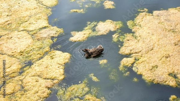 Obraz duck swimming in the algae