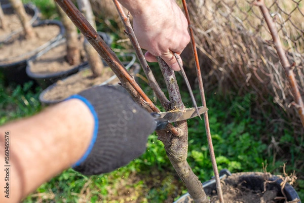 Fototapeta A man cutting a small branch of a potted sapling with a folding saw, tree care