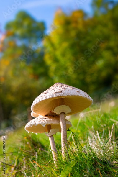 Fototapeta Group of 2 fruiting bodies of edible Parasol Mushrooms (Macrolepiota procera) on a meadow in Sauerland Germany. Macro close up from frog perspective with tall stems, lamellar structures under big caps