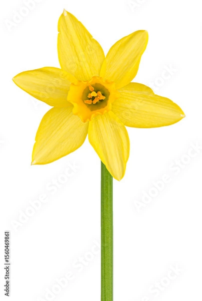 Fototapeta Yellow daffodil or narcissus flower in full bloom, isolated on transparent png background