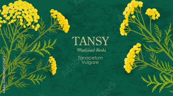 Fototapeta banner with bouquets of blooming Tanacetum vulgare flowers. card with tansy wildflowers. frame of medicinal herbal bitter buttons on grungy paper background.