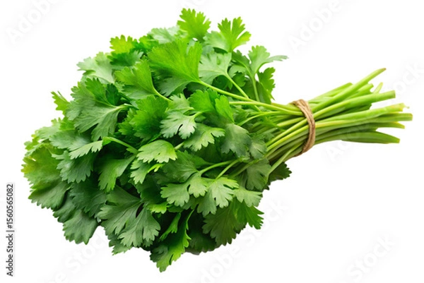 Fototapeta Aromatic Cilantro Leaves Bundle for Cooking Isolated on Transparent Background
