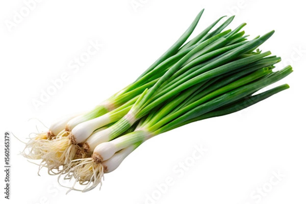 Fototapeta Green Onion Stalk with Long Leaves and White Bulb Isolated on Transparent Background
