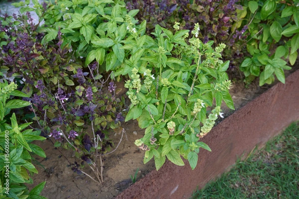 Obraz Ocimum basilicum plant varieties