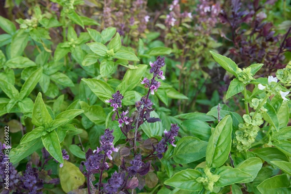Obraz Ocimum basilicum plant varieties