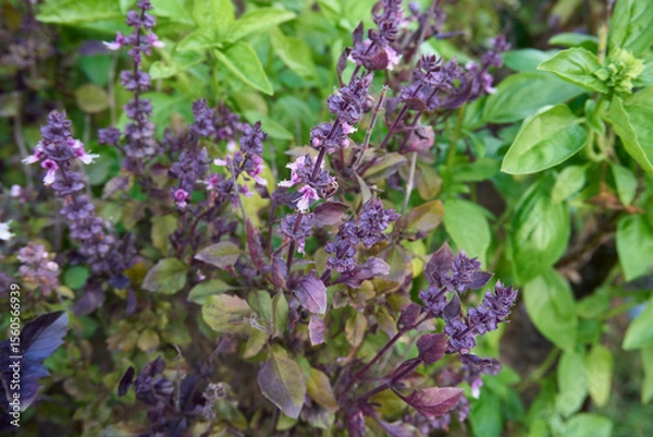 Obraz Ocimum basilicum plant varieties
