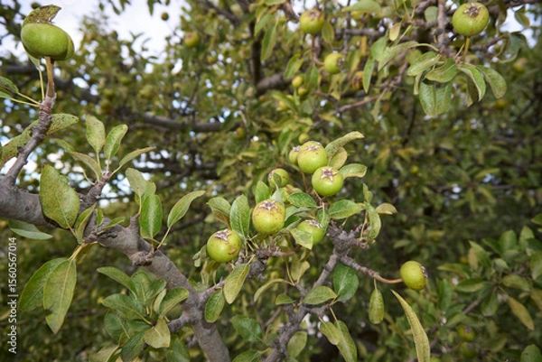 Obraz Pyrus spinosa tree