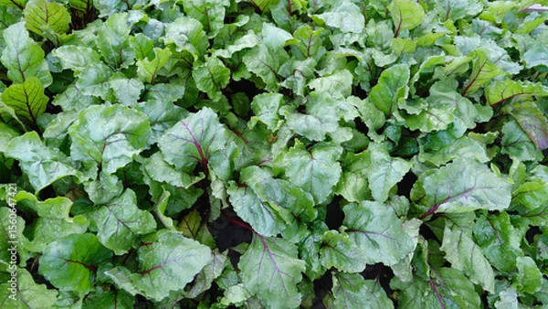 Obraz beet tops in the garden