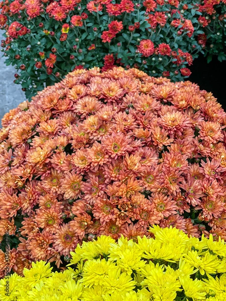 Fototapeta colorful mums large round bouquet. Chrysanthemum Asteraceae assortment in orange, yellow, and red decorative background flowers, vertical shot full frame, close up