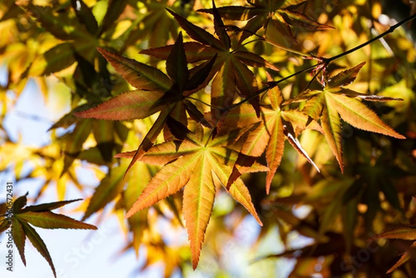 Fototapeta Beautiful orange and yellow spring leaves of Japanese maple Acer Palmatum glowing with warm hues, creating vibrant natural scene. Concept for natural design. Close-up