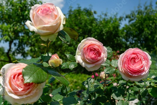 Fototapeta Vibrant display of four blooming 'Pierre de Ronsard' roses with soft pink and white petals, surrounded by lush green foliage, capturing  delicate beauty and freshness of flowers