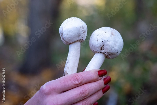Fototapeta Two white mushrooms held in hand with red nails on blurred forest background. Fresh mushroom harvest and organic food concept. 