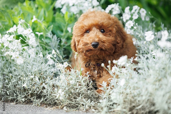 Obraz miniature poodle puppy lying in the park