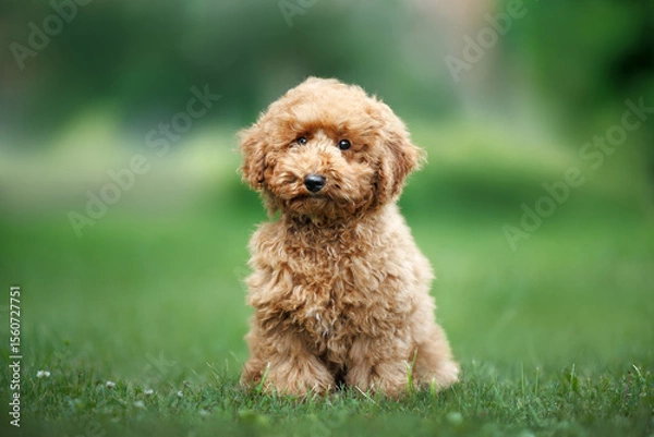 Obraz cute miniature poodle puppy posing on grass in summer