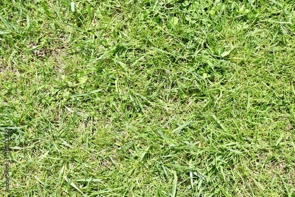 Fototapeta A close view of the green grass turf surface.