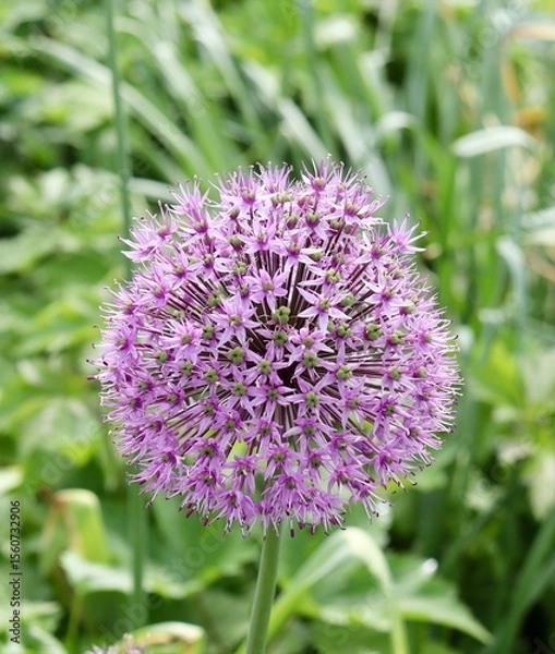 Fototapeta A close view of the purple flower in the garden.