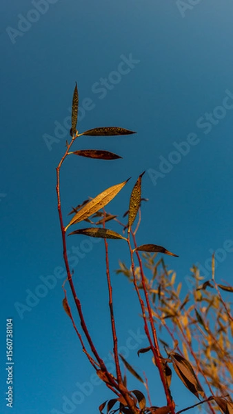 Fototapeta Branches with autumn foliage covered with drops of dew in the morning against the blue sky.