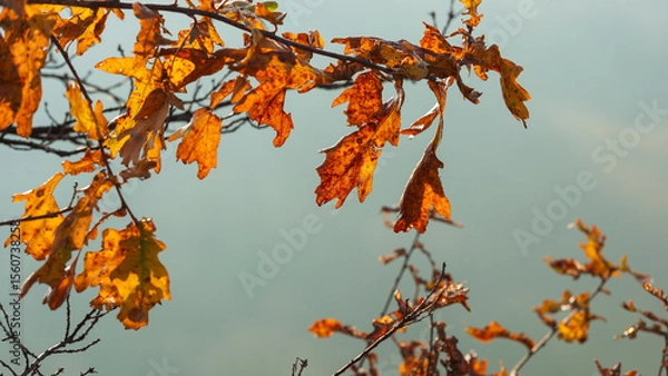 Fototapeta Oak branch with autumn foliage on a blurred background.