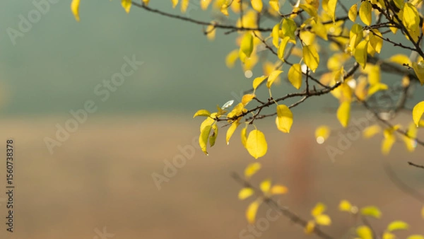 Fototapeta Wild pear branch with autumn foliage on a blurred background.