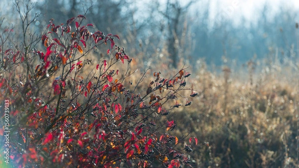Fototapeta Silhouettes of bush branches with red foliage and berries against a hazy background on a sunny day.