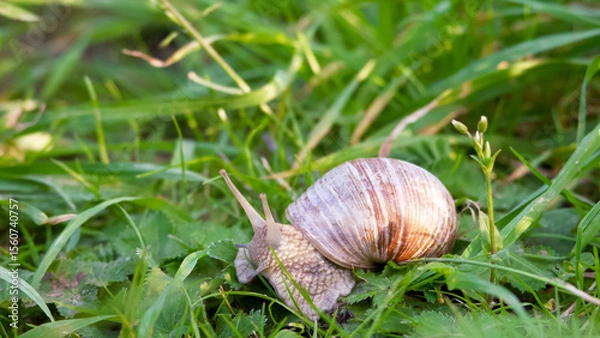 Obraz snail close-up2
