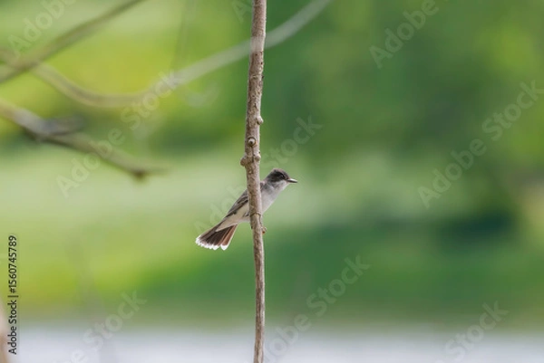 Fototapeta Kingbird on a Branch 