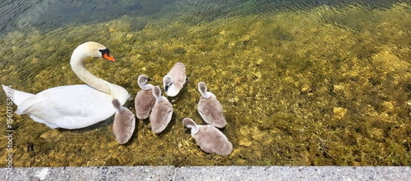 Fototapeta Ein weißer Schwan führt sechs flauschige Küken durchs klare Wasser. Die Entenfamilie schwimmt eng zusammen in idyllischer Natur und verkörpert Harmonie und Ruhe.